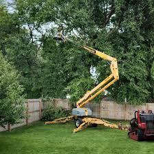 Best Lawn Renovation and Restoration  in Monticello, KY
