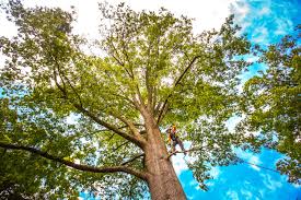 Best Tree and Shrub Care  in Monticello, KY
