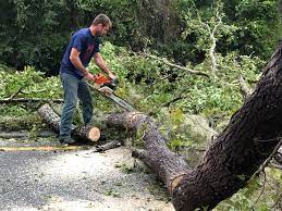 Best Tree Health Inspection  in Monticello, KY