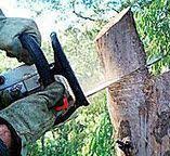 Best Tree Preservation Services  in Monticello, KY