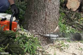 Best Fruit Tree Pruning  in Monticello, KY
