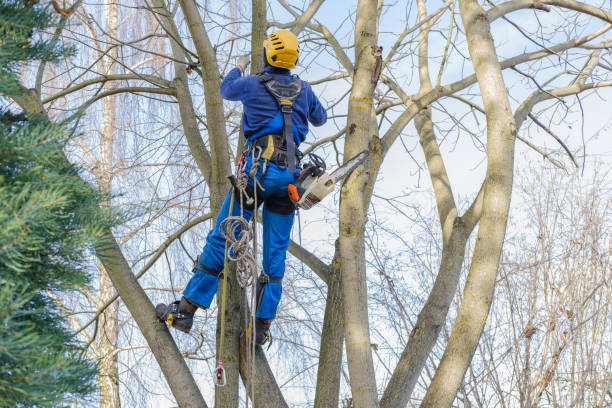 How Our Tree Care Process Works  in  Monticello, KY