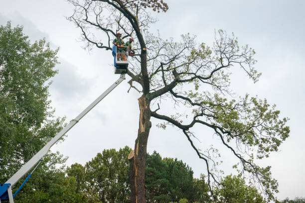 Best Leaf Removal  in Monticello, KY