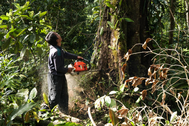 Best Emergency Tree Removal  in Monticello, KY