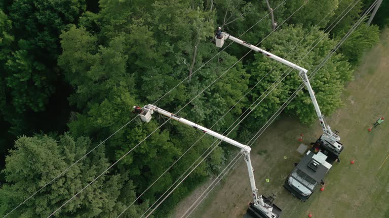 Best Hedge Trimming  in Monticello, KY