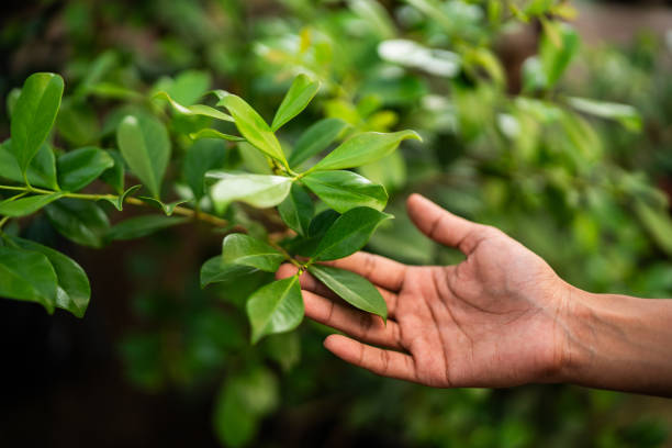 Best Commercial Tree Services  in Monticello, KY