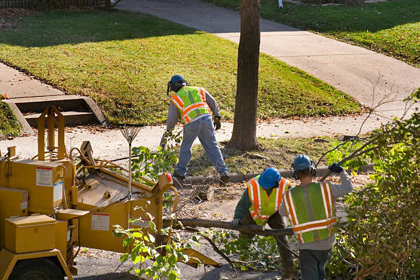 Best Leaf Removal  in Monticello, KY
