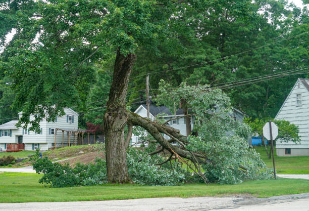 Best Tree Cabling and Bracing  in Monticello, KY