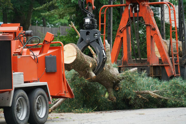 Best Root Management and Removal  in Monticello, KY