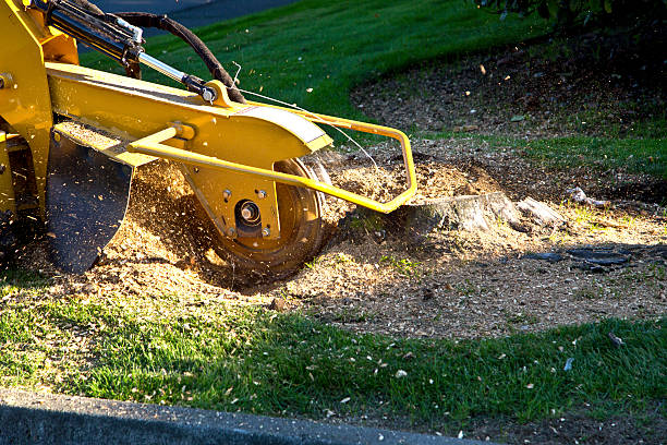 Organic Lawn Care Solutions in Monticello, KY