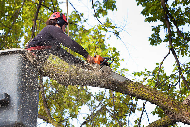 Best Tree Disease Treatment  in Monticello, KY