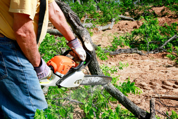 Trusted Monticello, KY Tree Services Experts